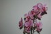 Phalaenopsis hybrid 8